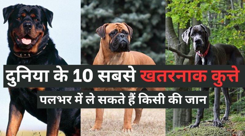 Top 10 Dangerous Dogs, Easy Hindi Blogs