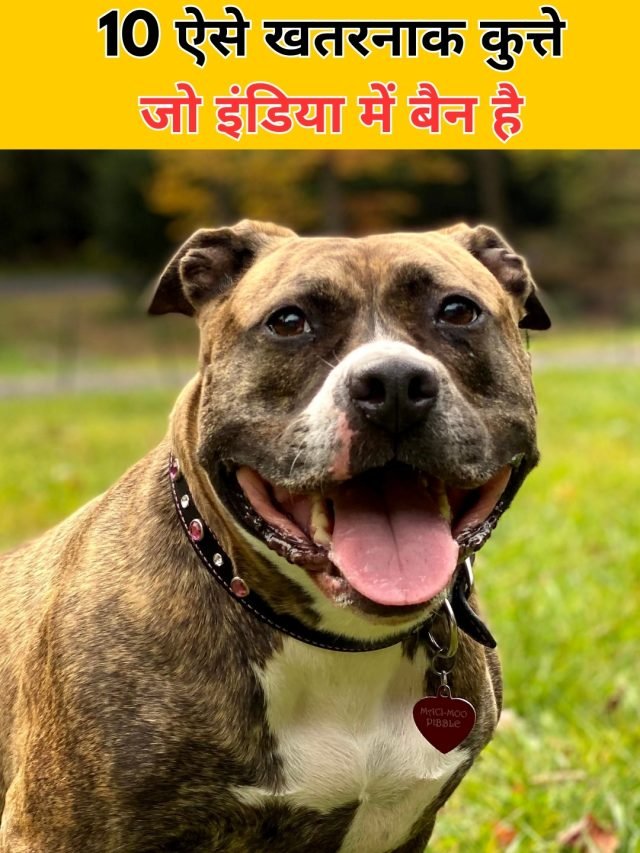 List of Banned Dogs In India: 10 ऐसे खतरनाक कुत्ते जो इंडिया में बैन है