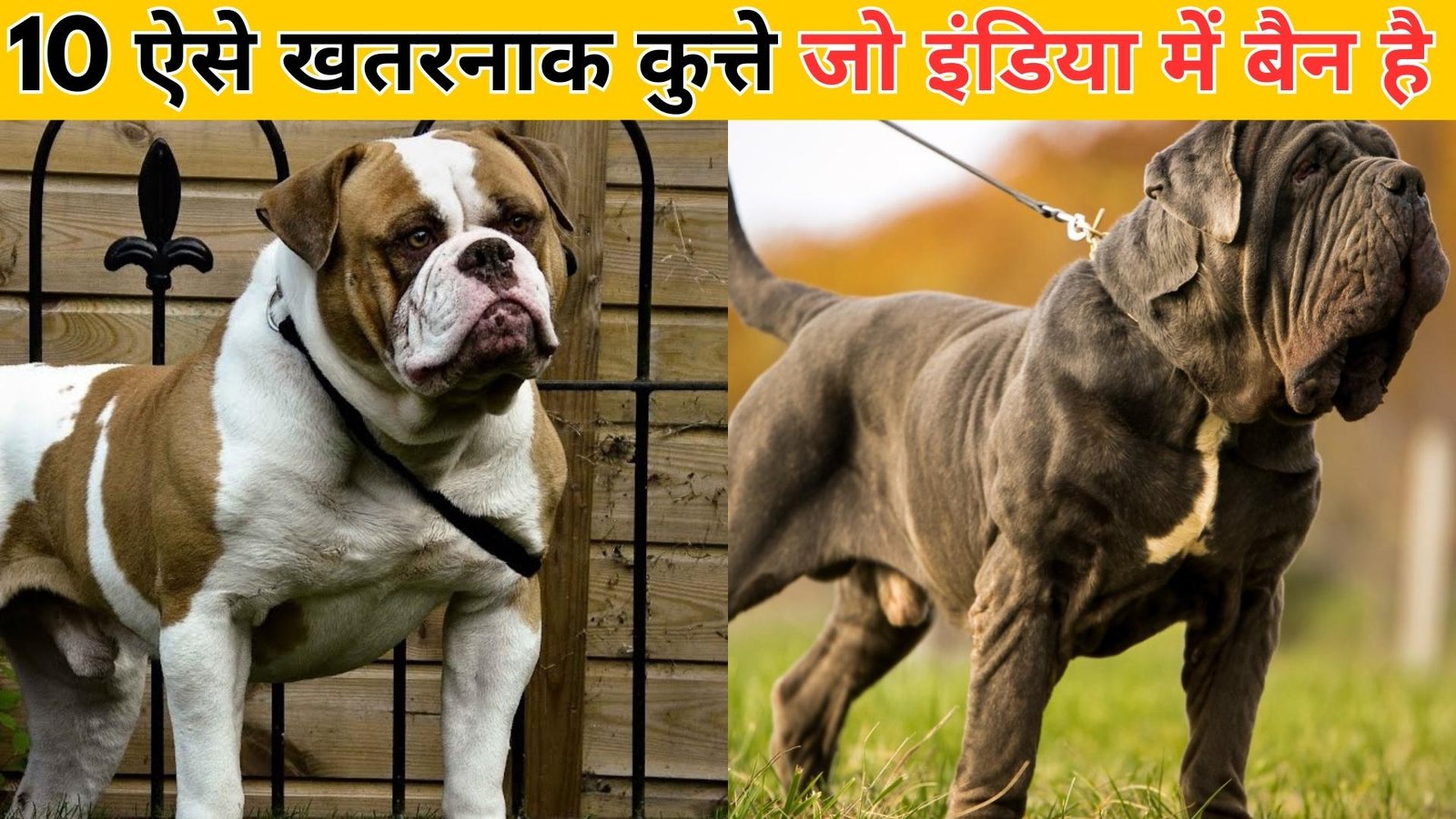 List Of Banned Dogs In India 10   ऐसे खतरनाक कुत्ते जो इंडिया में बैन है 1 