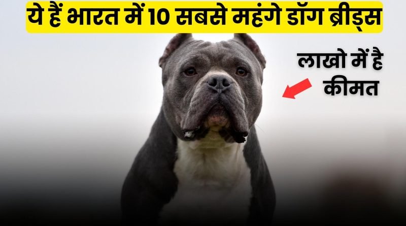 Expensive Dog Breeds In India, Easy Hindi Blogs