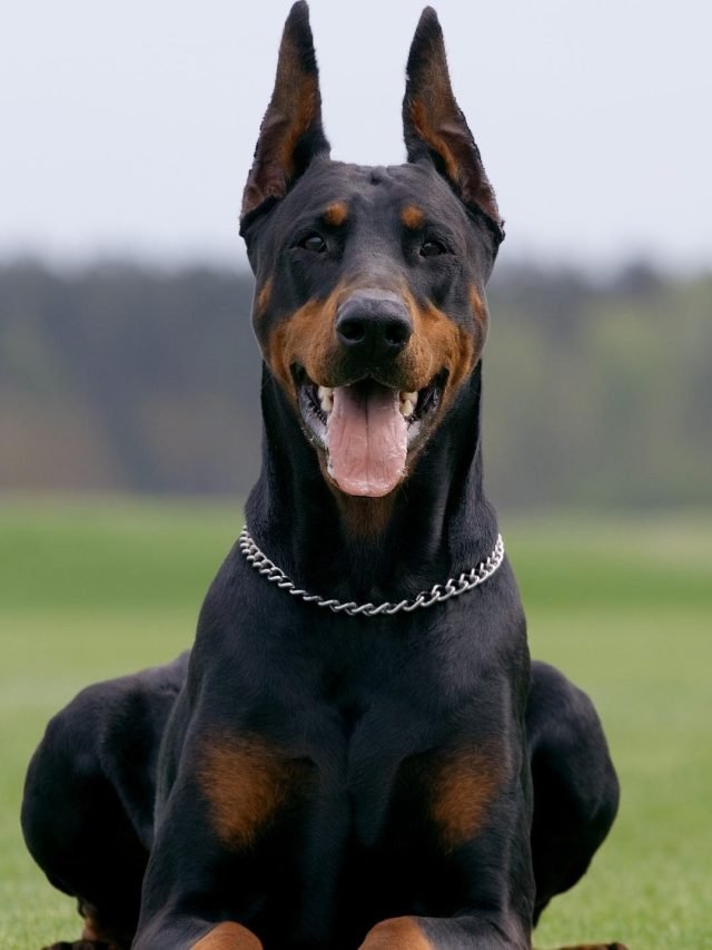 Army Dogs: टॉप 10 सर्वश्रेष्ठ सैन्य कुत्ते