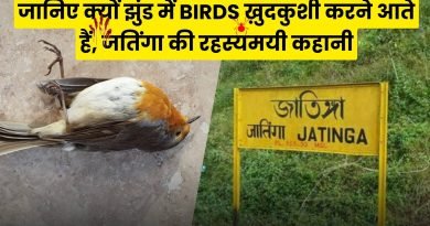 Jatinga Bird Mystery, Easyhindiblogs