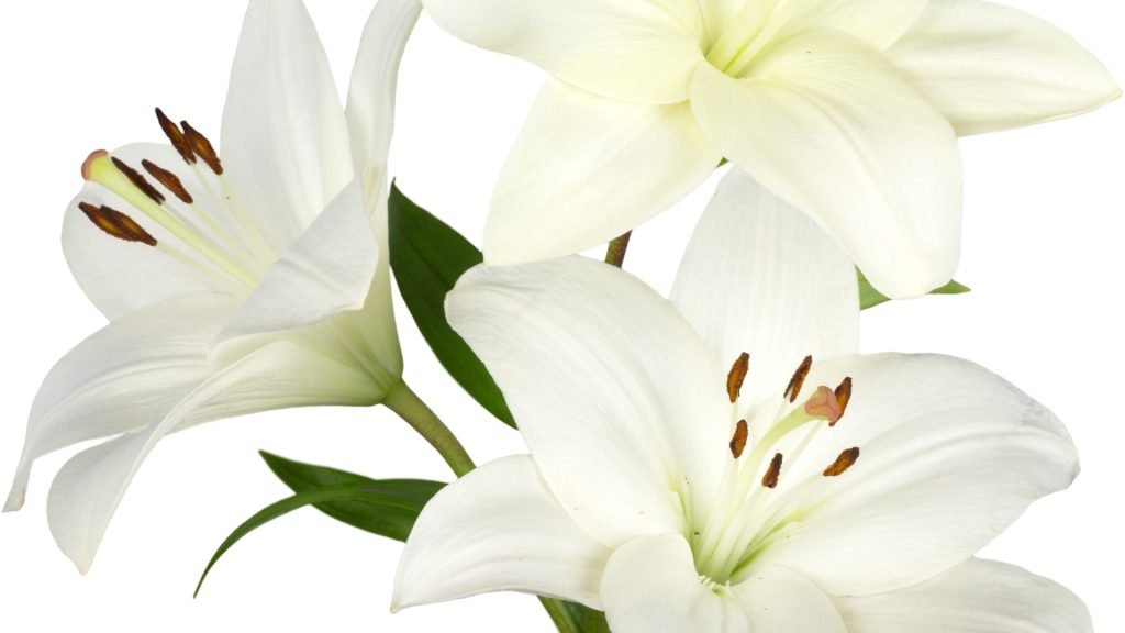 Beautiful Flowers, Easy Hindi Blogs