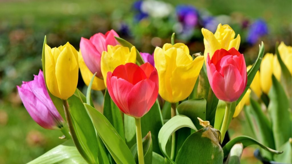 Beautiful Flowers, Easy Hindi Blogs