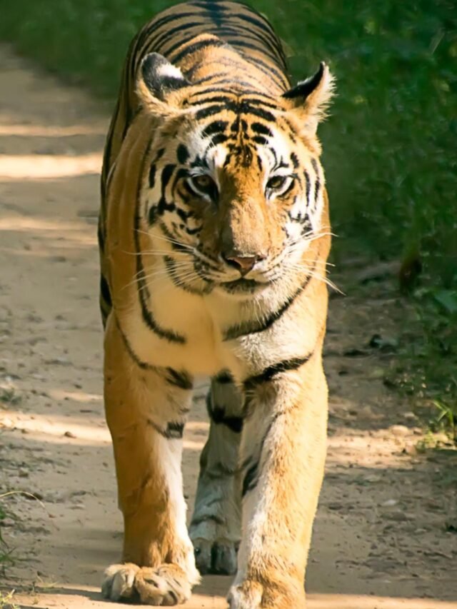 भारत के शीर्ष 10 सबसे बड़े राष्ट्रीय उद्यान