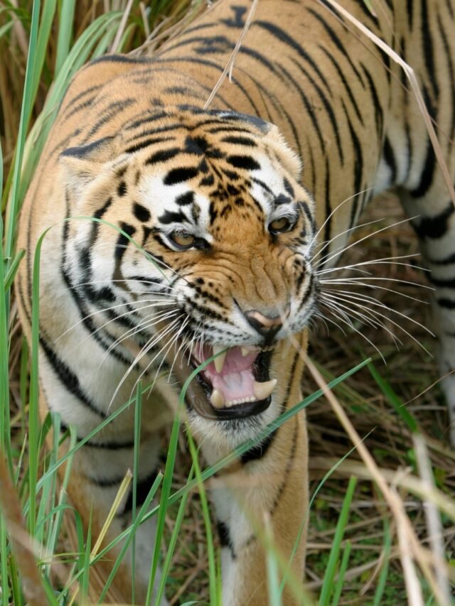 भारत के सबसे बड़े टाइगर रिज़र्व
