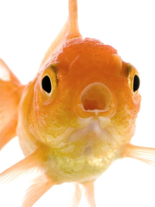 Goldfish का Scientific नाम क्या है