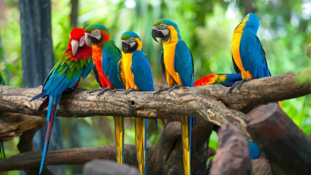 Facts About Parrots in Hindi, easy hindi blogs