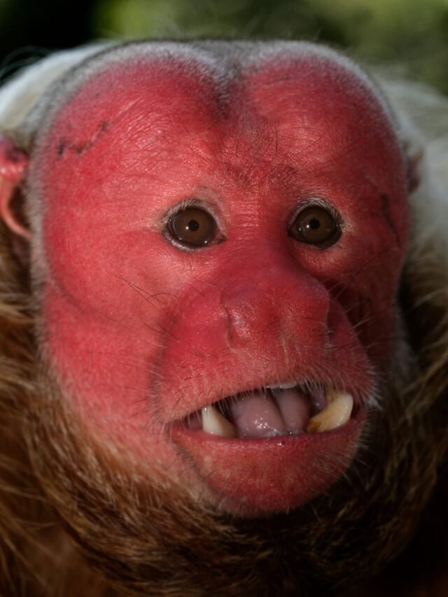 दुनिया के सबसे अजीब सी सूरत वाले बन्दर | Weirdest Looking Monkeys In The World