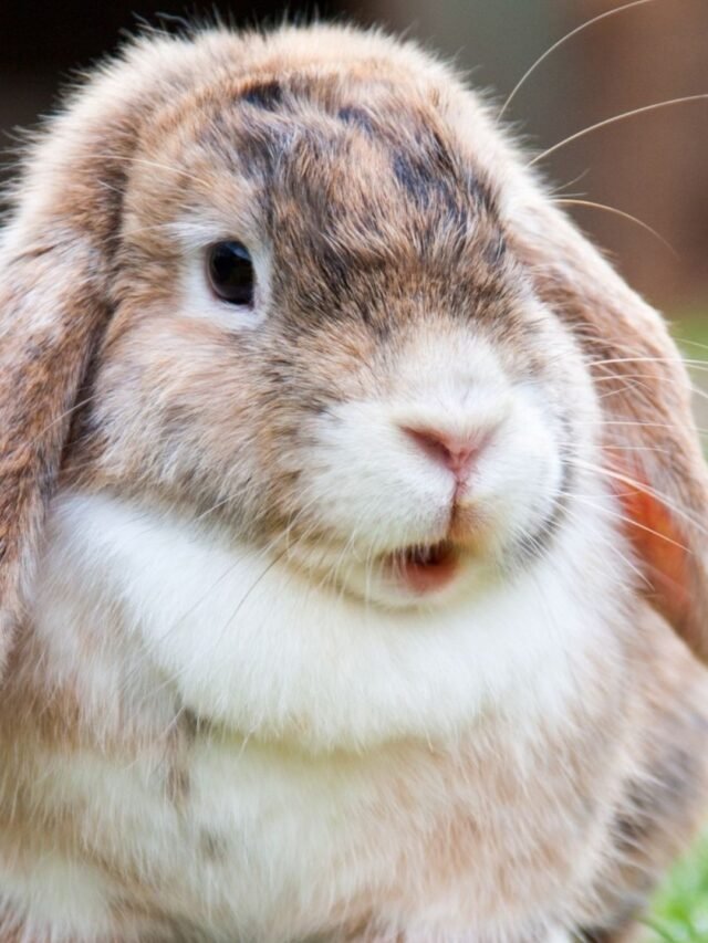Facts About Rabbits : जानिए खरगोश से जुड़े महत्वपूर्ण तथ्य
